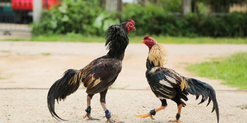 Bật Mí Cách Nuôi Gà Tre Đá Không Phải Ai Cũng Biết 5 Cách Nuôi Gà Tre Đá