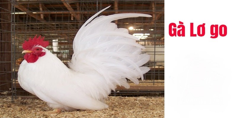 Những Đặc Điểm Của Gà Lơ Go Người Chơi Đá Gà Nên Biết 4 Đặc điểm của gà lơ go