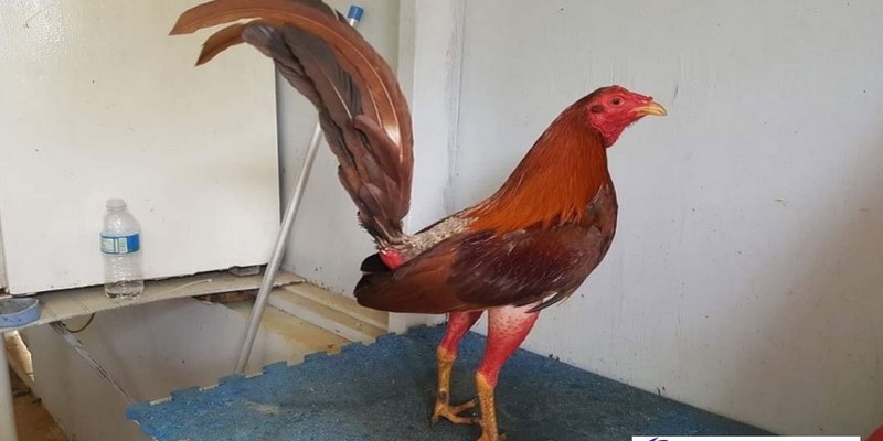 Khái Niệm Gà Cuban F1 Là Gì? Và Đặc Điểm Của Chúng 6 Gà Cuban f1