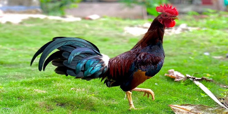 Khái Niệm Gà Cuban F1 Là Gì? Và Đặc Điểm Của Chúng 5 Gà Cuban f1