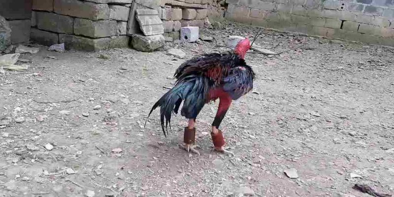 Cách Chữa Gà Đá Về Đi Tập Tễnh Hiệu Quả 6 gà đá về đi tập tễnh