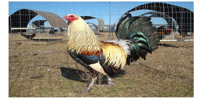 Kinh Nghiệm Nuôi Gà Mỹ 100 Hiệu Quả Phải Lưu Ngay 4 gà Mỹ 100