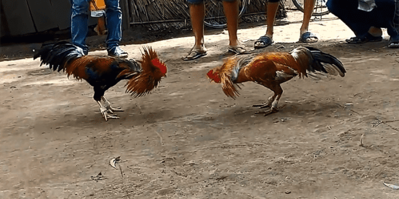 Chơi đá gà online hấp dẫn 4 Định nghĩa đá gà online hấp dẫn