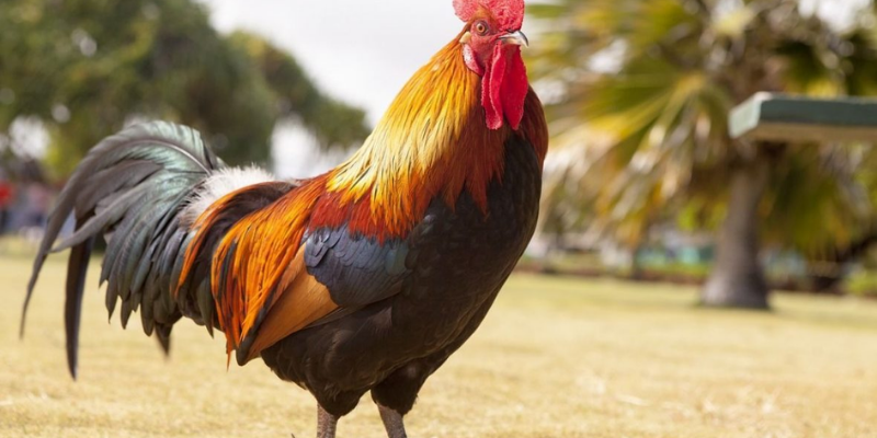 Mẹo chọn gà qua màu lông tốt nhất 5 Chọn gà qua màu lông màu sáng