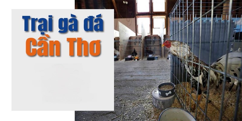Trại gà A Lũ Cần Thơ - Trại Gà Nổi Tiếng Với Các Tuyệt Phẩm Chiến Kê 5 Trại gà A Lũ Cần Thơ