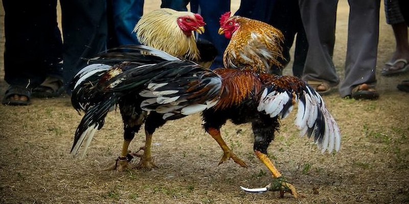 Đá Gà Trực Tiếp - Xem Video Clip Ga My Da Cua Sat Hay Nhất 5 video clip ga My da cua sat