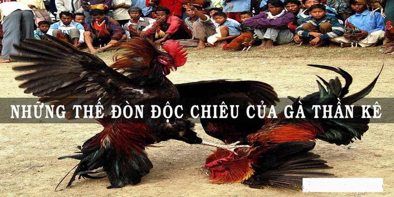 Xem Đá Gà Đòn Những Đòn Chết Gà Độc Đáo Nhất Khi Cá Cược 4 Xem Đá Gà Đòn